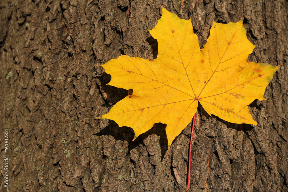 yellow maple leaf on tree trunk