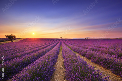 Lavender and lonely trees uphill on sunset. Provence  France