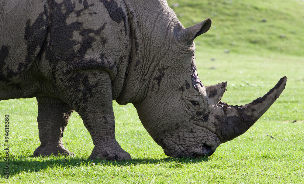 Obraz premium Beautiful close-up of the strong white rhinoceros