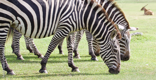 Beautiful zebras are eating the grass