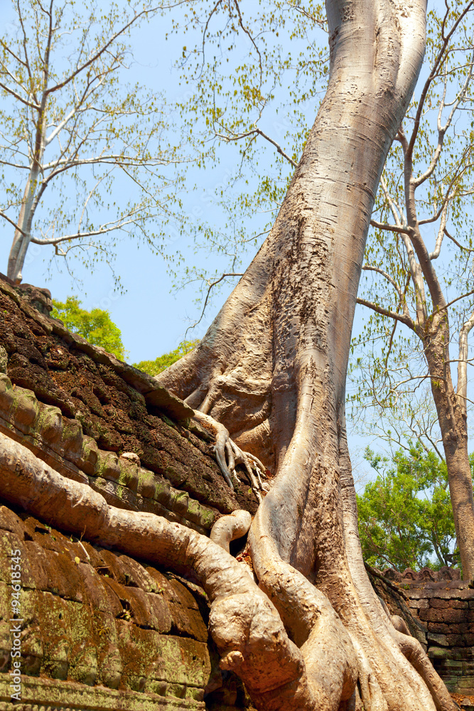 Ta prohm ruins, Angkor Wat, Cambodia Ta prohm ruins, Angkor Wat, Cambodia