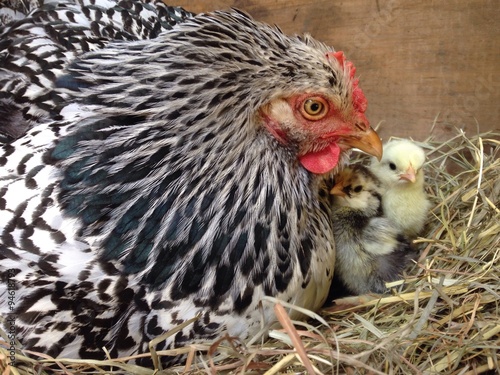 mama hen with baby chicks