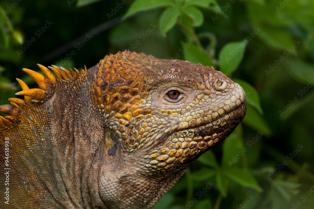 Head of land iguana, Galapagos Islands, Ecuador Head of land iguana, Galapagos Islands, Ecuador
