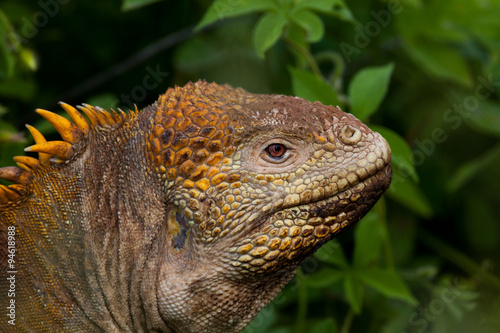 Head of land iguana  Galapagos Islands  Ecuador