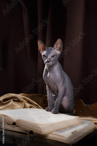 Tableau sur toile Sphynx kitten portrait on a color background