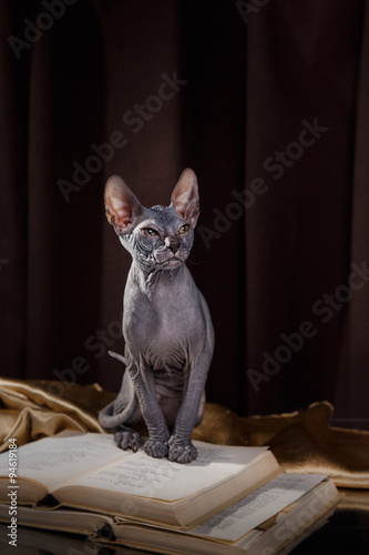 Sphynx kitten portrait on a color background