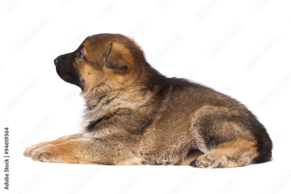 sheepdog puppy sheepdog puppy