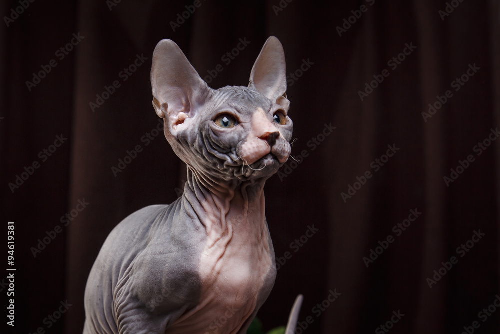 Sphynx kitten portrait on a color background
