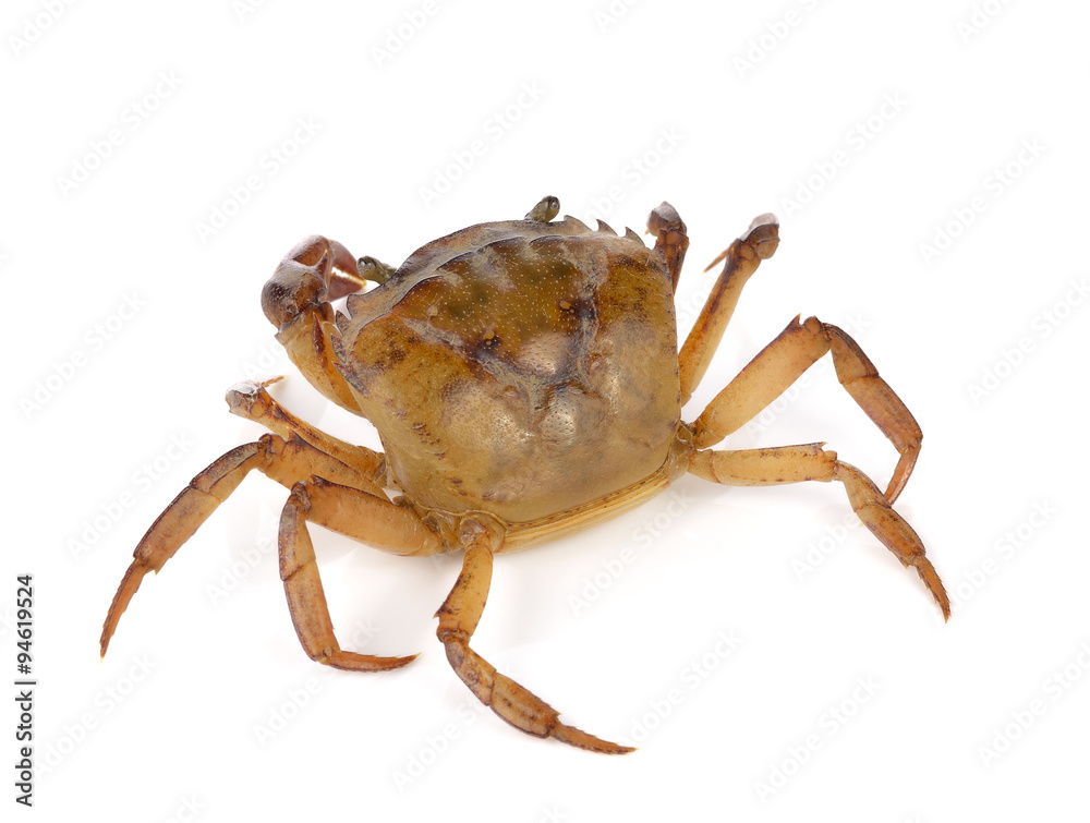 Male field crab on white background.