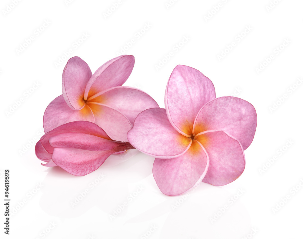 Pink plumeria flowers isolated on white background