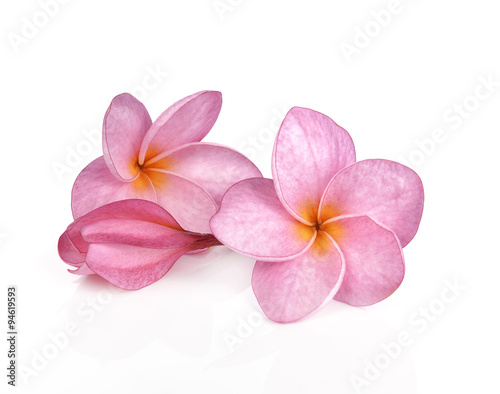 Pink plumeria flowers isolated on white background