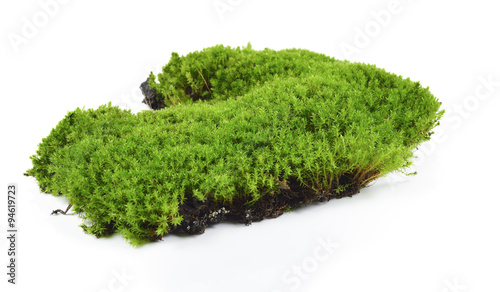Green moss isolated on white bakground