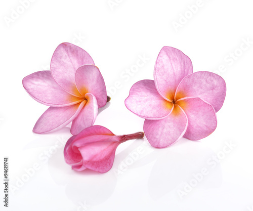 Pink plumeria flowers isolated on white background