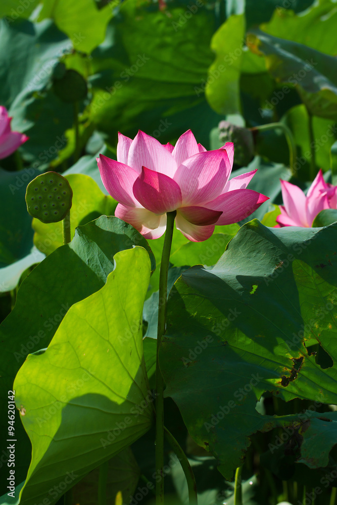 Lotus flower and Lotus flower plants Lotus flower and Lotus flower plants