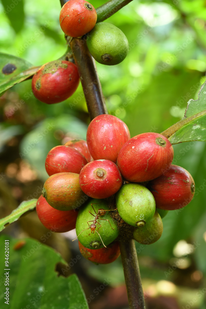 Coffee beans ripening on a tree. Coffee beans ripening on a tree.