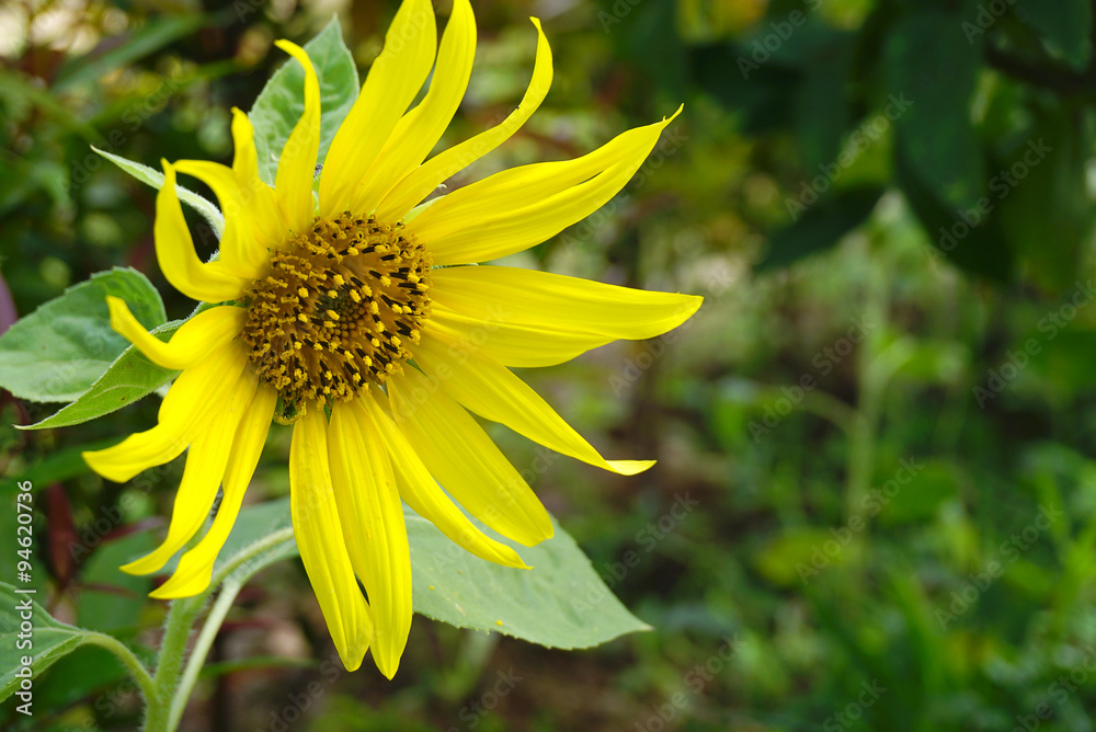 Obraz premium Yellow sunflower