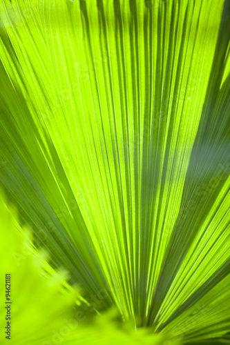 Texture of Green palm Leaf