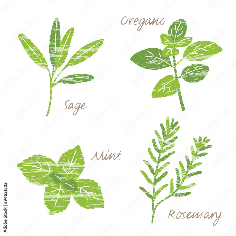 ハーブイラストセット Stock Vector Adobe Stock