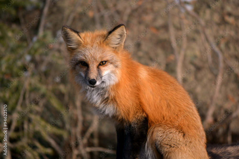 Red Fox in the Woods Red Fox in the Woods