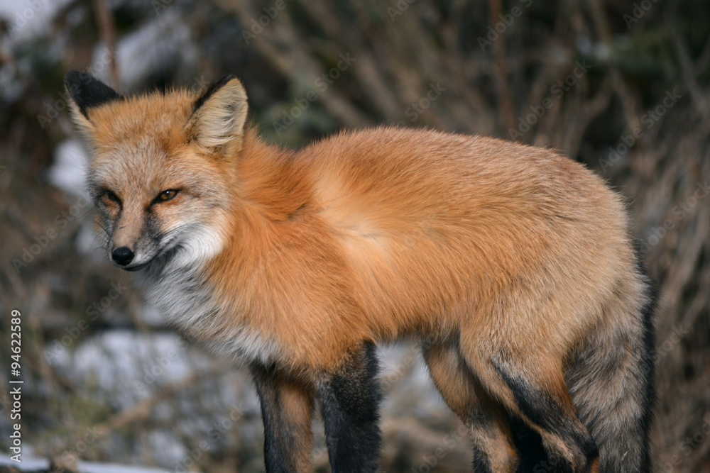 Obraz premium Red Fox on a Snowy Day