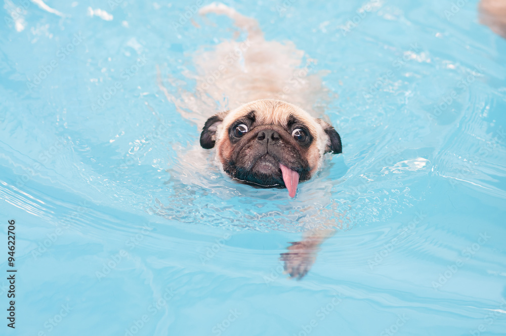 Cute dog pug swim at a local public pool