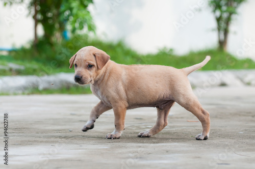 Puppy dog alone on the street