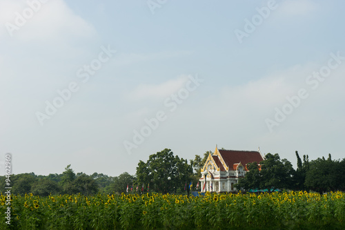 Thai Temple at sunflower field