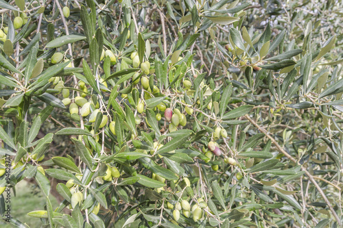 Wallpaper Mural olives on the tree, suitable for oil production, Greece Torontodigital.ca