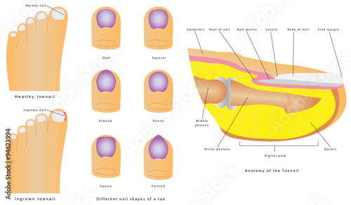 Anatomy of the Toenail