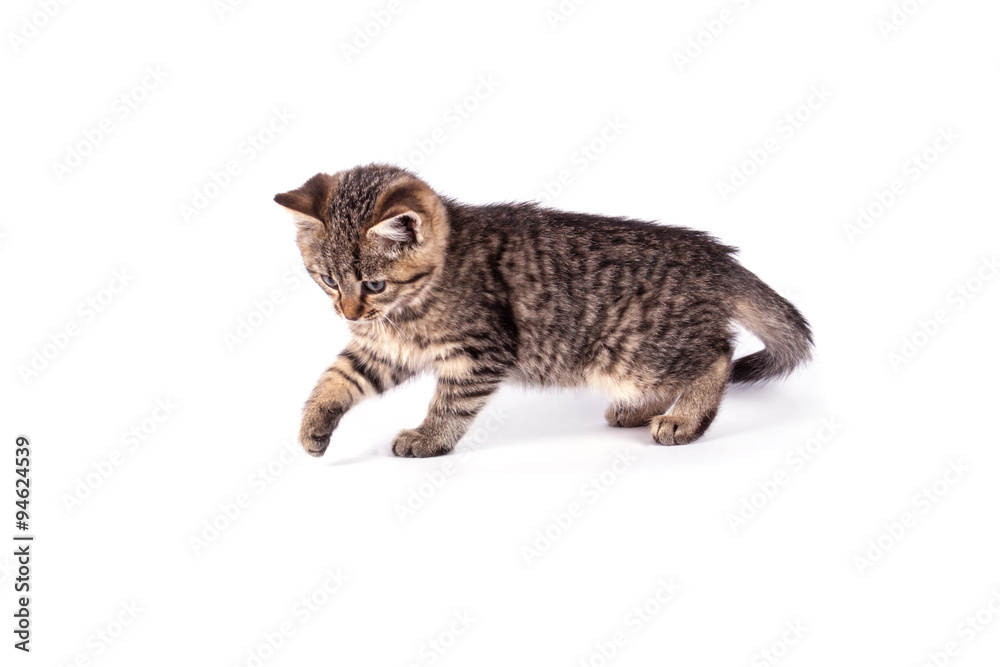 Naklejka premium Portrait cat isolated
