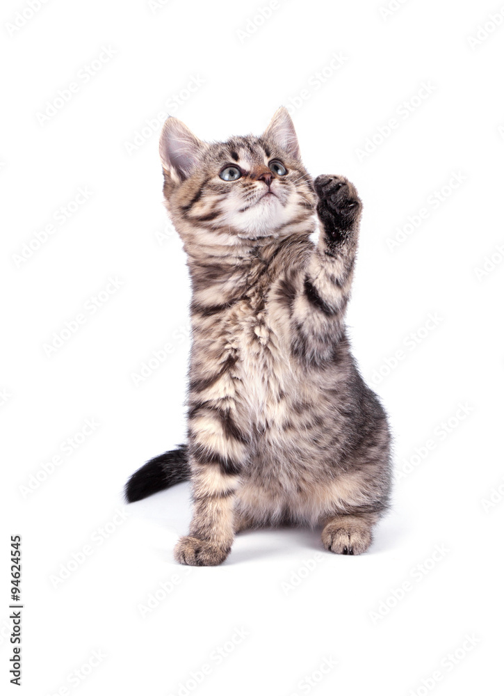 Obraz premium Portrait cat isolated