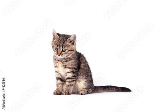 Portrait cat isolated