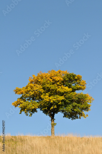 arbre aux couleurs d'Automne
