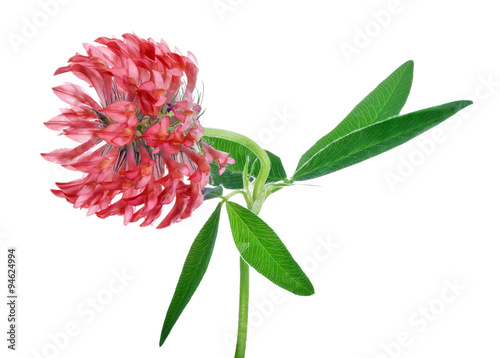large red clover bloom with green leaves