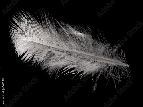 single straight light feather on black