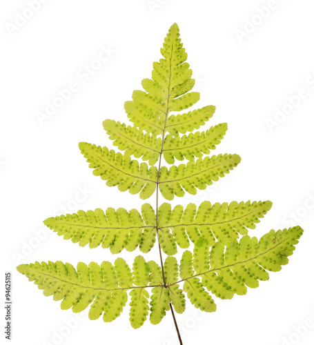 fall spotted isolated fern leaves