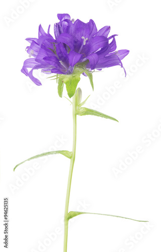 Fototapeta Naklejka Na Ścianę i Meble -  large wild lilac flowers on thin stem