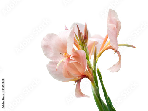 Fototapeta Naklejka Na Ścianę i Meble -  Canna lilly