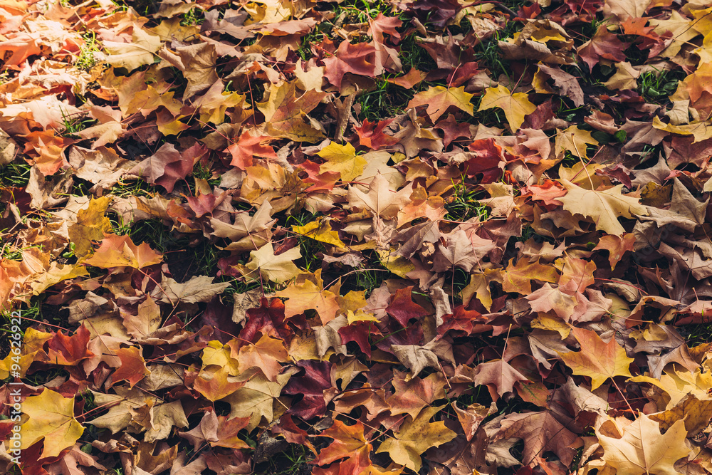 Fallen Maple Leafs in Canada Background Fallen Maple Leafs in Canada Background