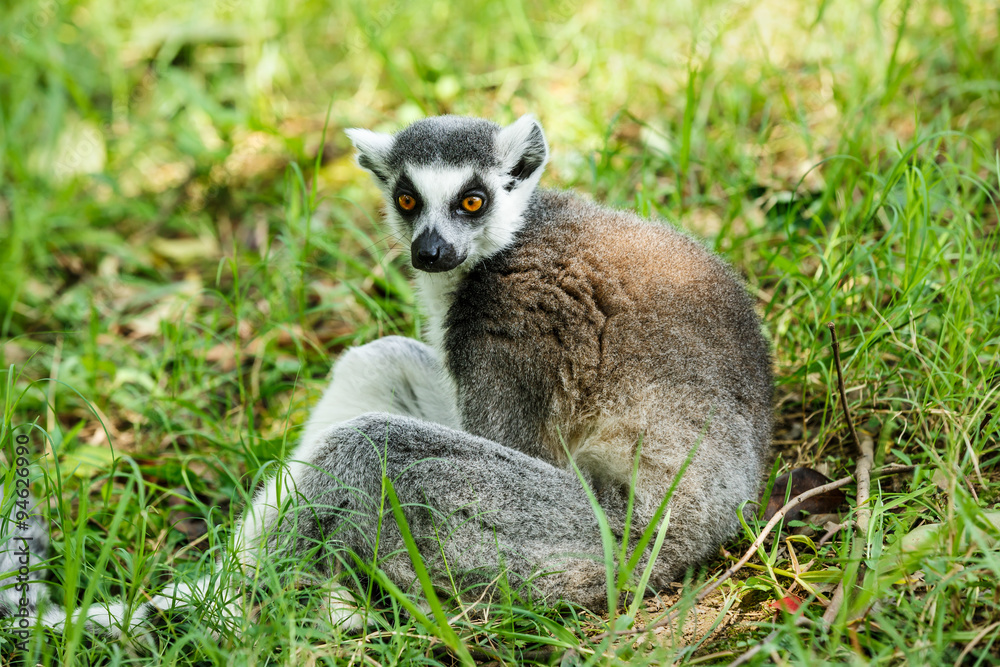 Ring-tailed lemur portrait close up Ring-tailed lemur portrait close up
