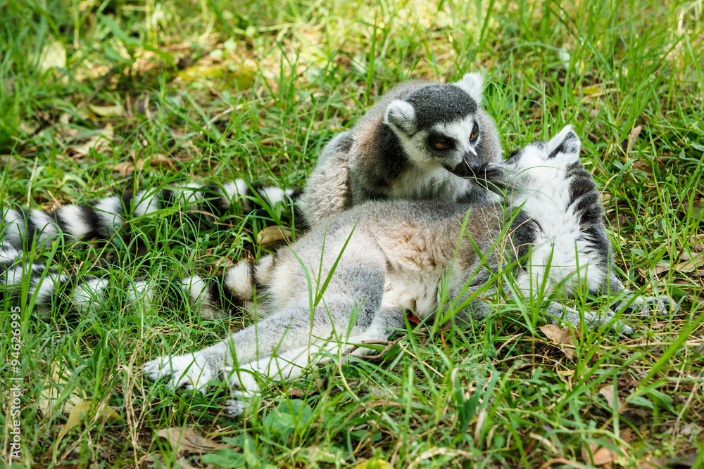 Fototapeta premium Two affectionate ring-tailed lemur