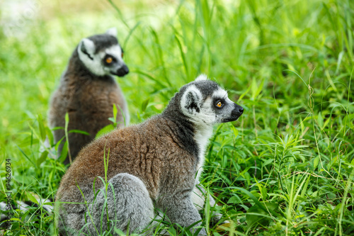 Ring-tailed lemur sitting on the grass