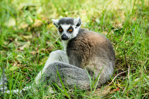 Ring-tailed lemur portrait close up