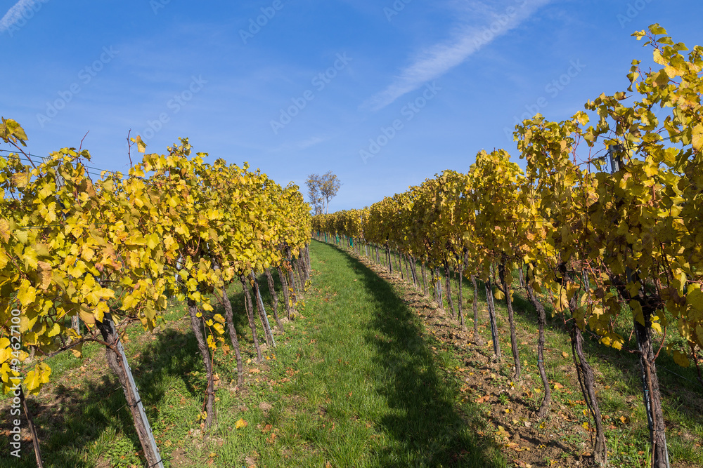 Obraz premium Vineyard Plantations in Austria