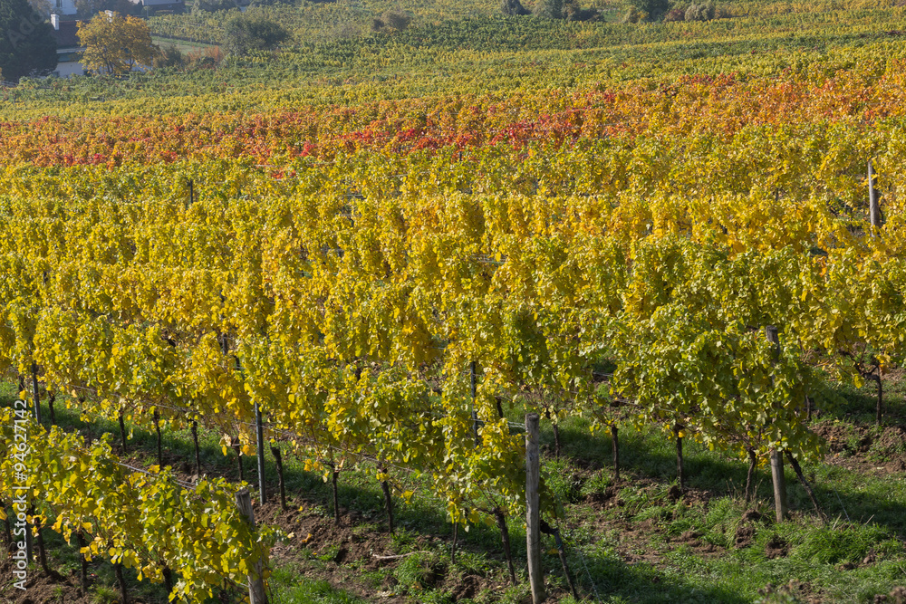 Vineyard Plantations in Austria