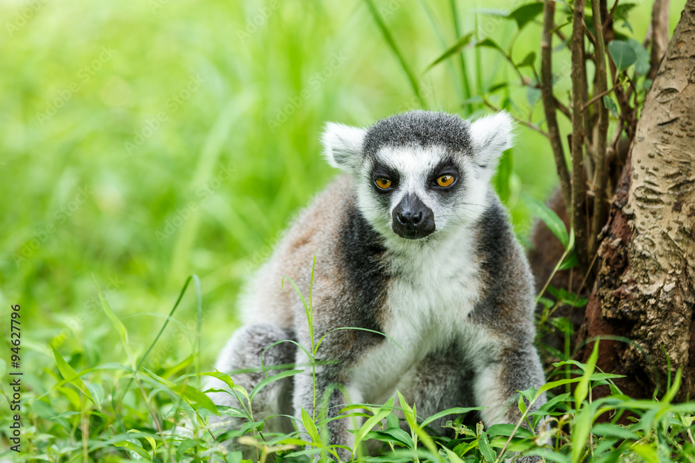 Obraz premium Lovely ring-tailed lemur sitting on the grass