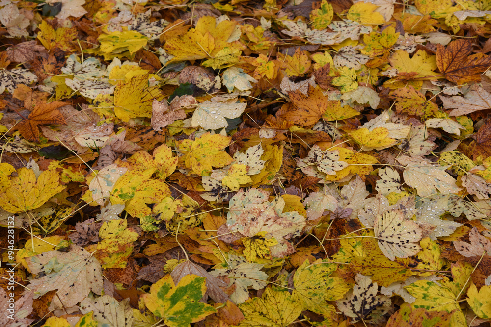 foglie colorate autunno letto di foglie cadute