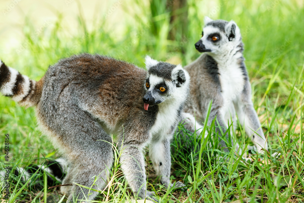 Obraz premium ring-tailed lemur lovely expression