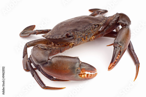 Live Mud Crab - Scylla serrata photo