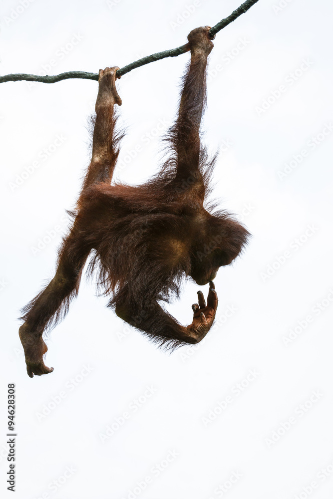 Fototapeta premium Orangutan on the tree